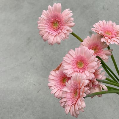 粉太陽花 非洲菊1