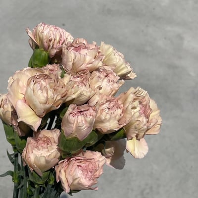 美大康 復古粉1