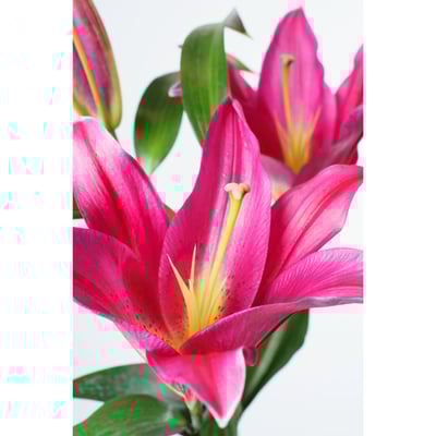 OT試金石香水百合 3朵花2