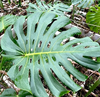 龜背芋（電信蘭葉）1
