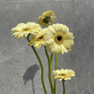 淺黃非洲菊 太陽花2