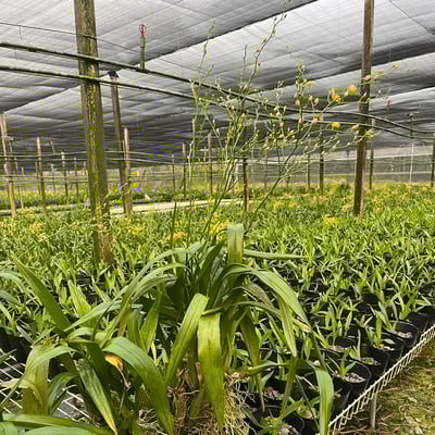 文心蘭盆栽 / 限「產地自取」4