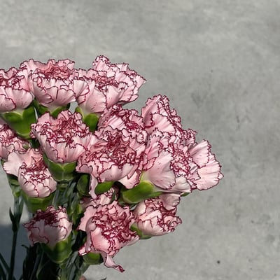 美大康 粉紫邊1