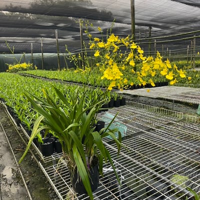 文心蘭盆栽 / 限「產地自取」2