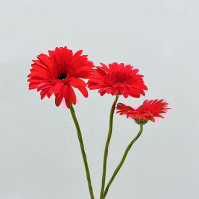 卡布紅太陽花 非洲菊2