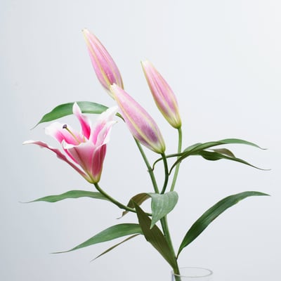 OT大連香水百合1