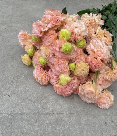 順風杏粉洋桔梗2