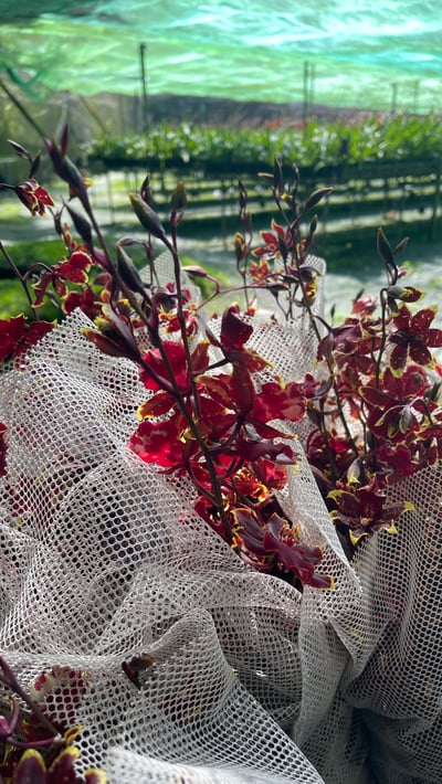 野貓系列-紅貓文心蘭4