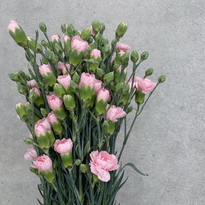 國產中康 粉色1