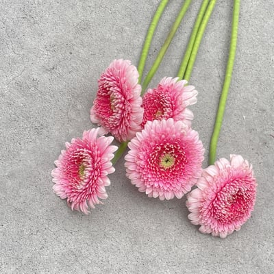 餅乾粉太陽花 非洲菊1