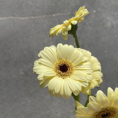 淺黃非洲菊 太陽花1