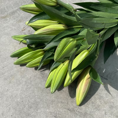 OT曼尼薩香水百合4