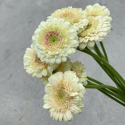 綠粉心太陽花 非洲菊1