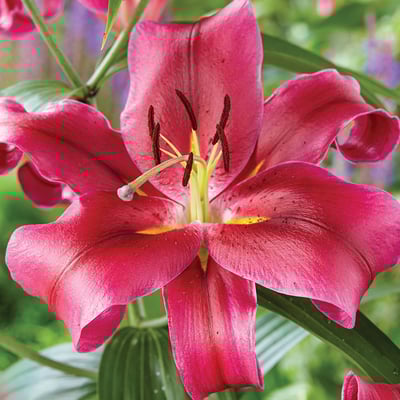 OT紅福特香水百合1