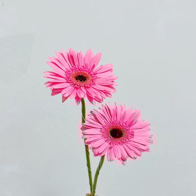 熱情粉太陽花 非洲菊1