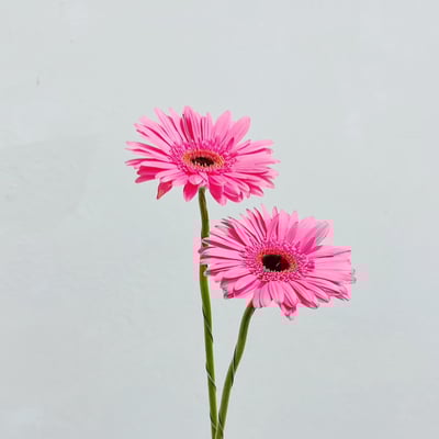 熱情粉太陽花 非洲菊2