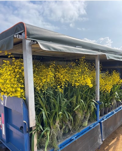 文心蘭盆栽 / 限「產地自取」3