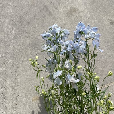 國產小飛燕 淺藍2