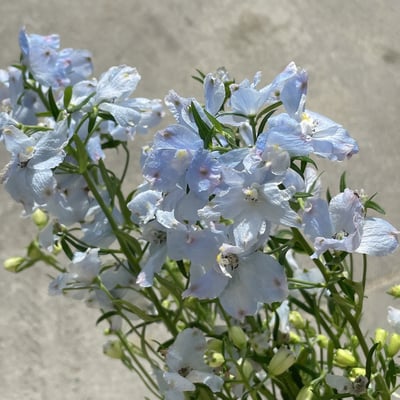 國產小飛燕 淺藍1