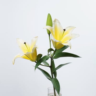 OT曼尼薩香水百合1