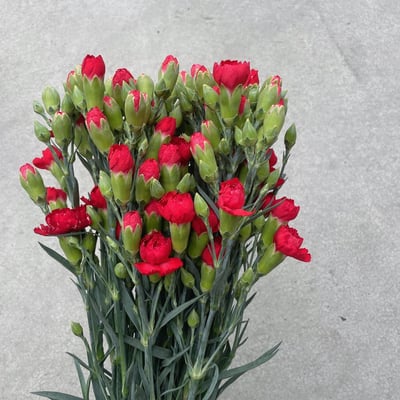 國產中康 紅色2