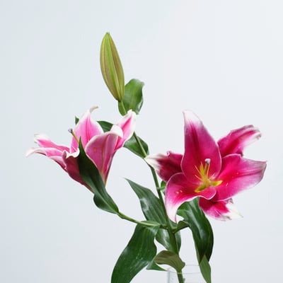 OT帕雷諾香水百合2