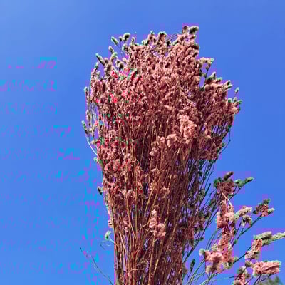 不凋水晶花 粉色1