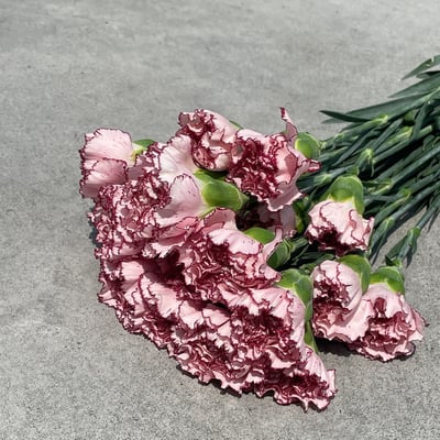 美大康 粉紫邊2