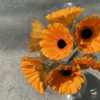 金爵太陽花 非洲菊1