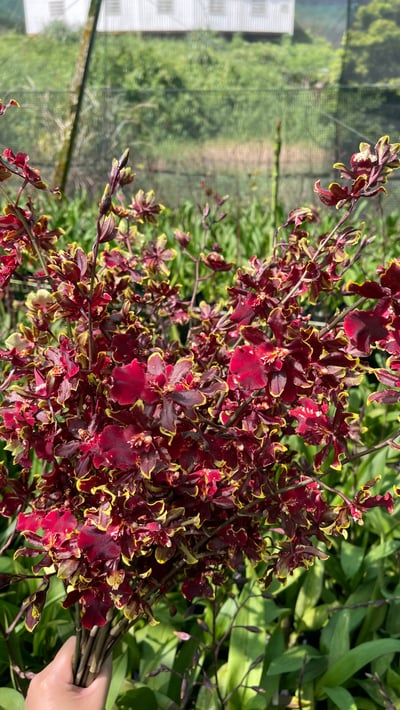 野貓系列-紅貓文心蘭2