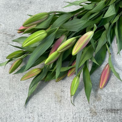 OT大連香水百合3