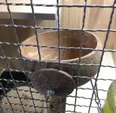 可鎖椰子殼 (半圓)1