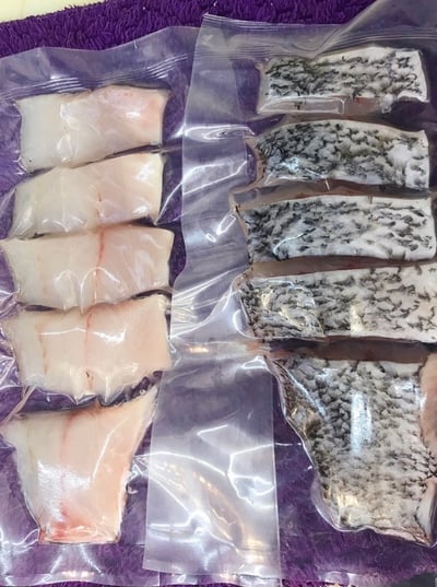 【限冷凍宅配/超商冷凍配送】活海鱸魚現殺(白肉)(真空包裝)1