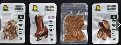 昆蟲鮮食包-麵包蟲/麥皮蟲/杜比亞/白蟋蟀/紅蚱蜢3