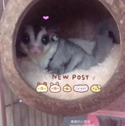 可鎖椰子殼 (圓)3