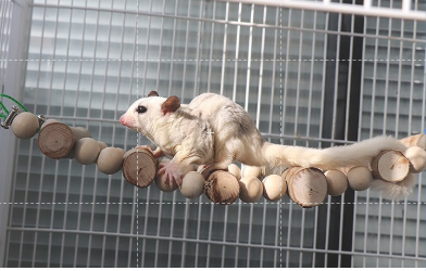 胺樹吊橋系列/胺樹單根攀爬系列-總長約40CM/50CM/60CM3