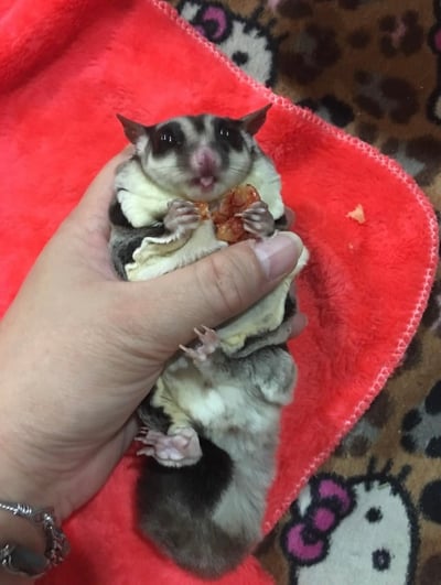 胭脂蝦乾 10G/20G2