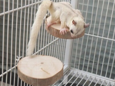 籠內圓形胺樹踏板每塊約 10-14公分1