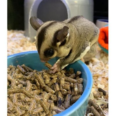 PREMIUM SUGAR GLIDER DIET 高蛋白乾糧4