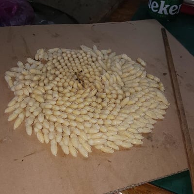 【限冷凍宅配&店到店】虎頭蜂蛹 三兩(約113克) 有眼睛有腳(不能搭超商免運活動)3