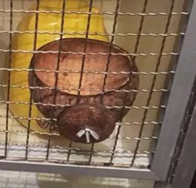 可鎖椰子殼 (半圓)2