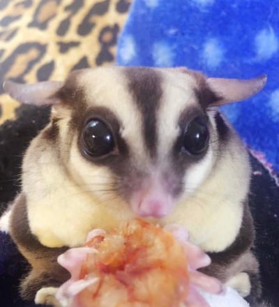 胭脂蝦乾 10G/20G1