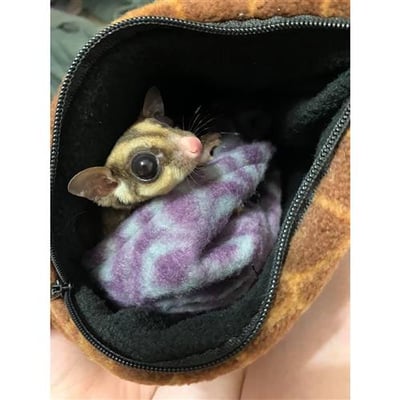 培養感情圍巾(Exotic Nutrition's)4