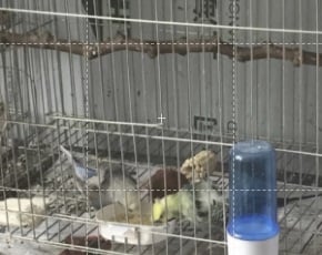 卡槽式餵食盆7.5*8.52