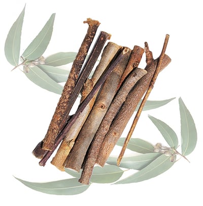 EUCALYPTUS BRANCHES 桉樹枝50G2