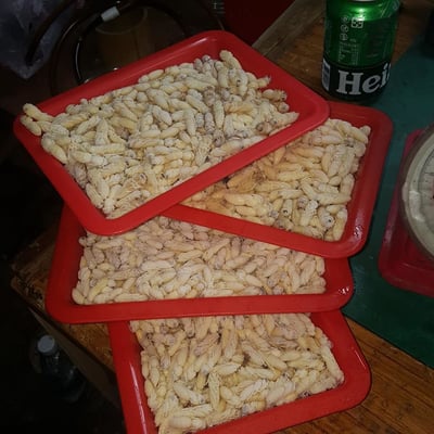 【限冷凍宅配&店到店】虎頭蜂蛹 三兩(約113克) 有眼睛有腳(不能搭超商免運活動)2