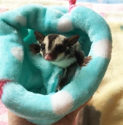 蜜袋鼯培養感情束口袋 (不挑款)3