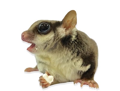 ISLAND BLEND TREAT YOGURT DROPS 熱帶島嶼果乾+酸奶/優格 100G散裝(夏天酸奶如選常溫宅配融化風險自負)5