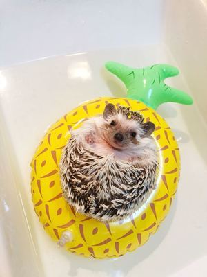 拍照用品 充氣造型泳圈5