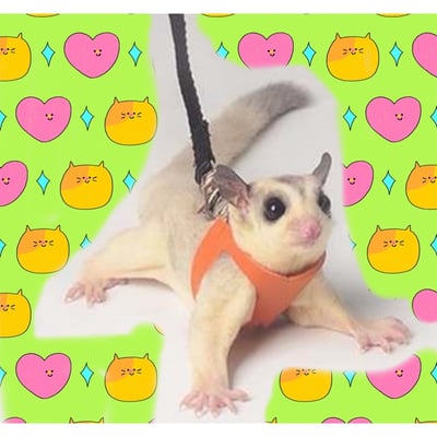 蜜袋鼯背帶三件組5